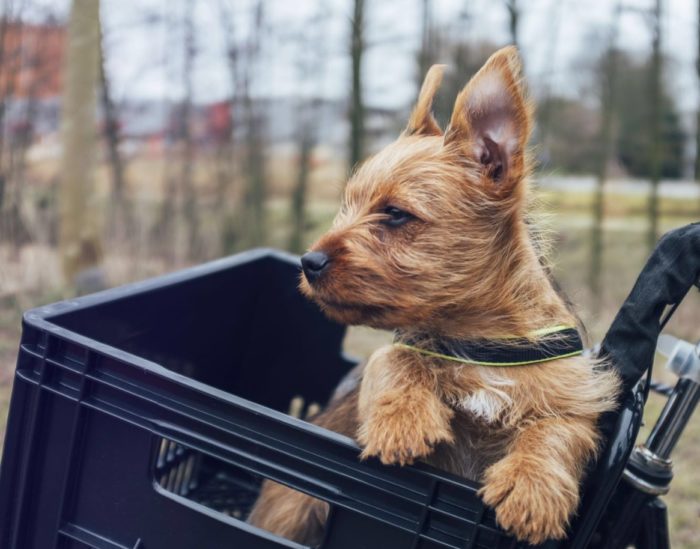 Поездка на велосипеде Терьер в корзине