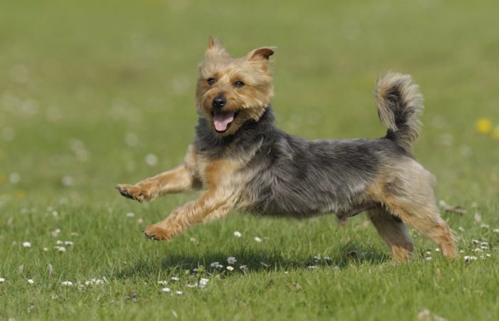 Быстрая собака Терьер бежит