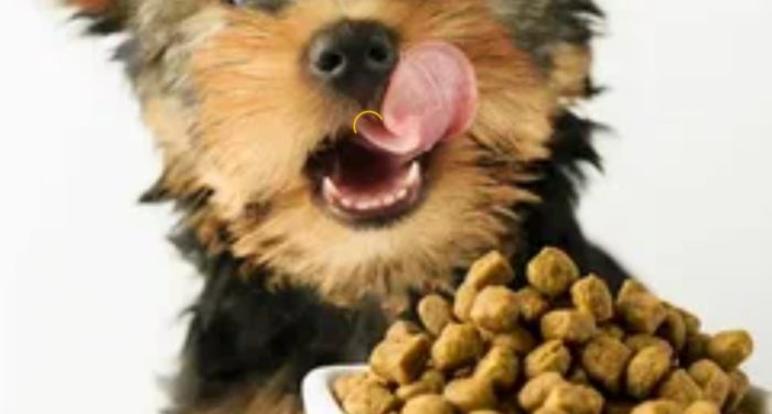 Еда для собаки Корм для австралийского терьера