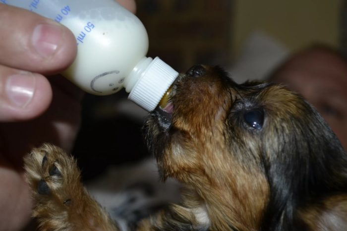 Вскармливание щенков Кормление щенков