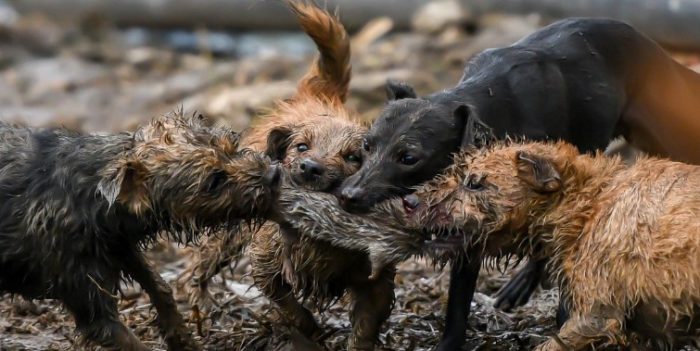 Терьеры в охоте на крыс Терьеры в борьбе с крысами