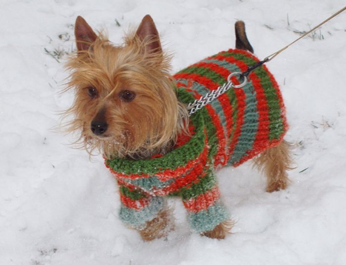 Прогулка зимой Одежда для терьера