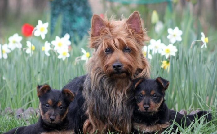 Щенки терьера и их мама Мама и щенки