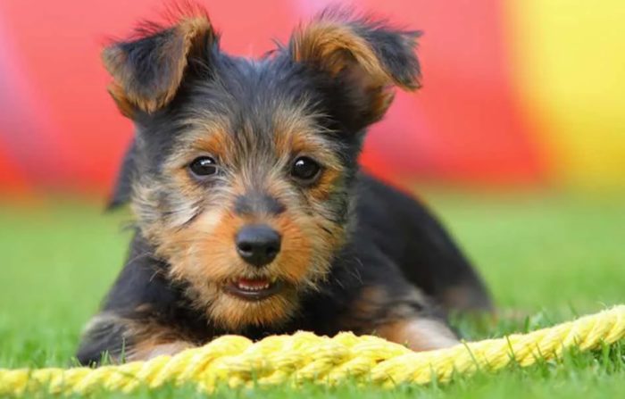 Как приручить щенка Щенок с веревкой