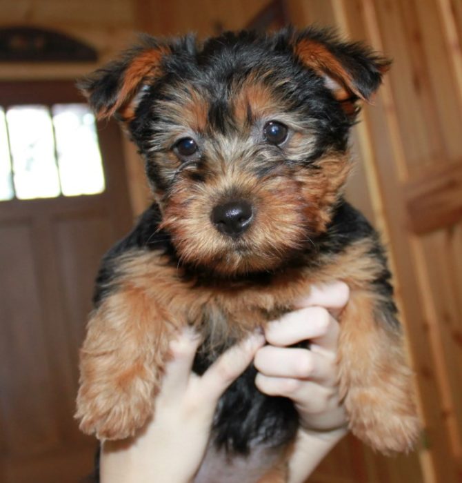 Выбор щенка Щеночек в новом доме