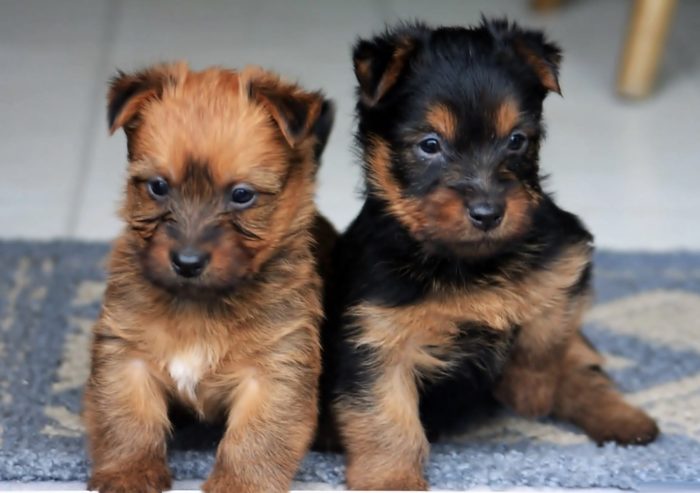 Маленькие щеночки австралийского терьера Щенки австралийского терьера