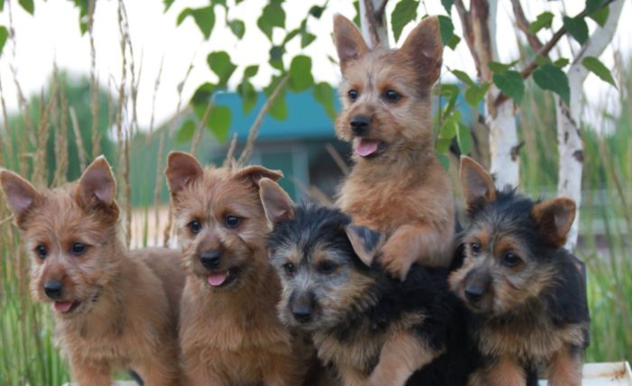 Разные щенки терьеров австралийских Щенки австралийского терьера