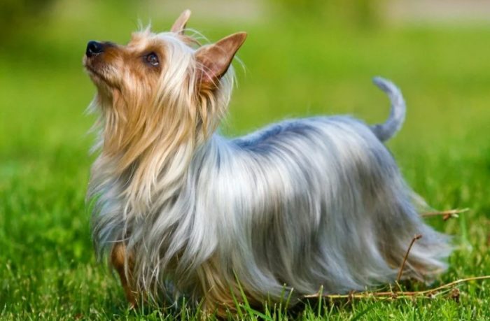 Австралийский шелковистый терьер Собака силки