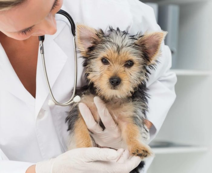 Здоровье терьера Австралийский терьер у врача