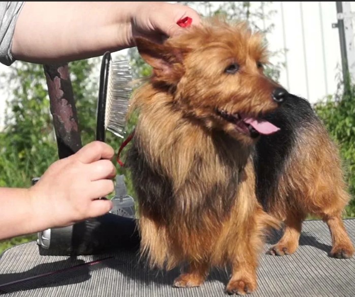 Прическа австралийского терьера Уход за австралийским терьером