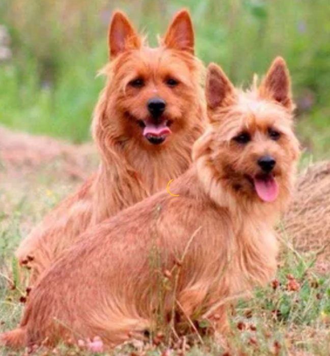 Самка и кабель терьеров австралийские терьеры сука и кабель