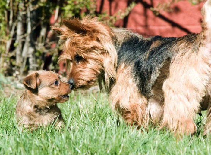 Два терьера знакоство Знакомство