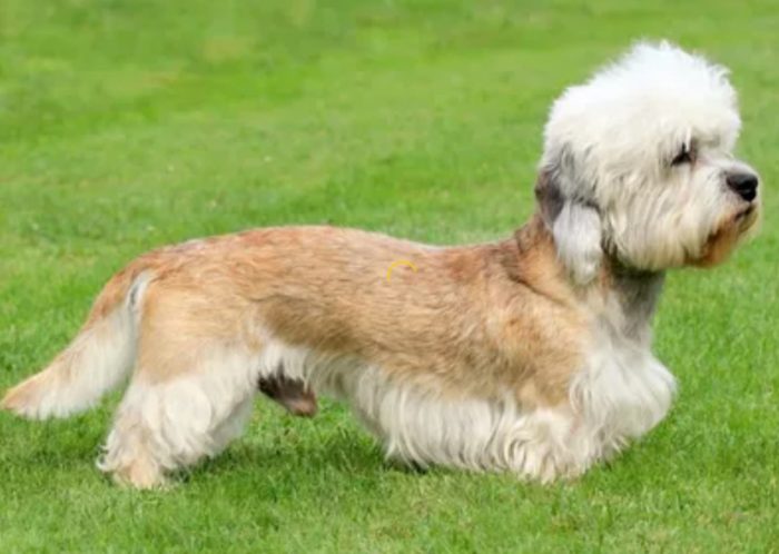 Вид терьера Денди-диамонт терьер