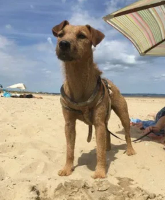 Вид терьера фелл Фелл-терьер