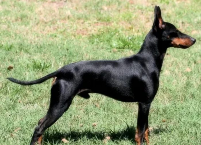 Вид терьера Манчестерский черно-подпалый терьер