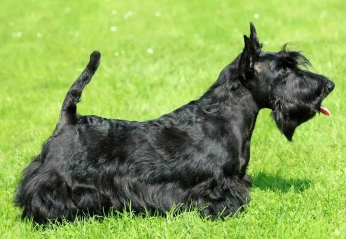 Вид терьера скотч-терьер Скотч-терьер