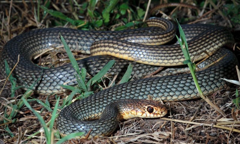 Желтобрюх в траве Желтобрюх в траве