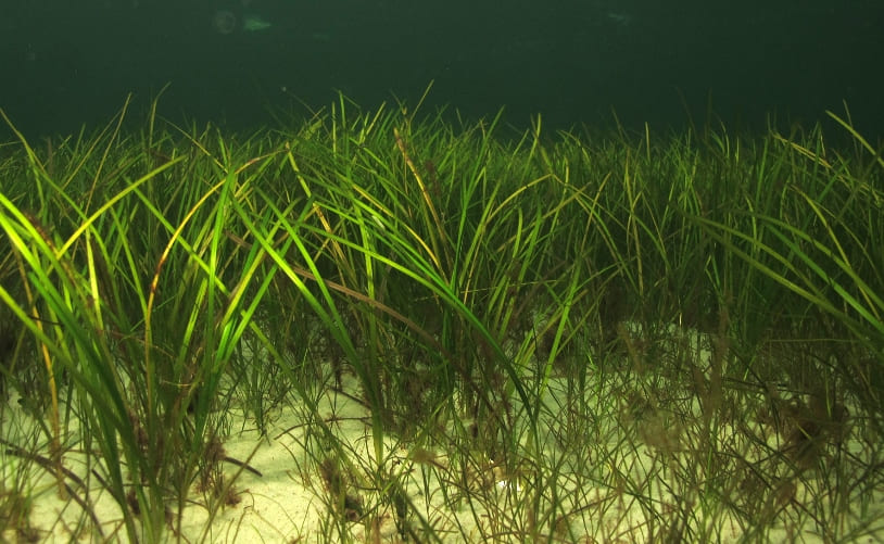 Зостера морская