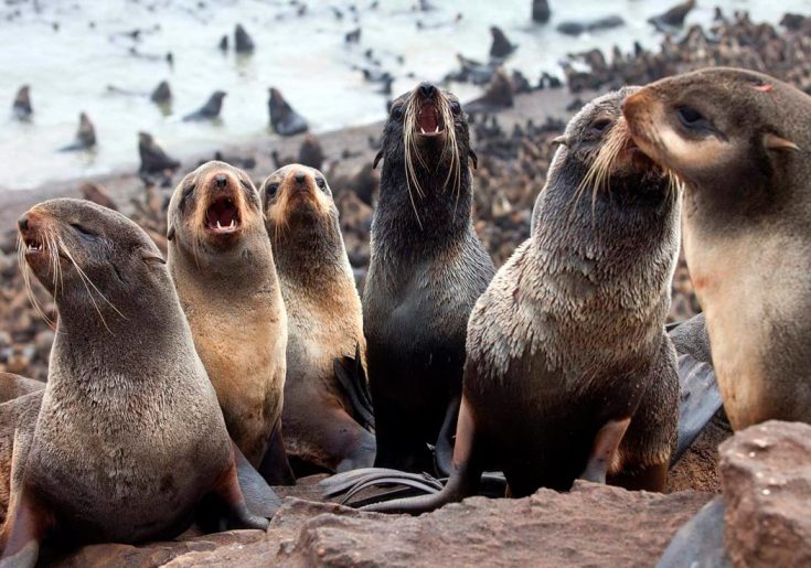 Морской котик и тюлень: разница и в чем отличия