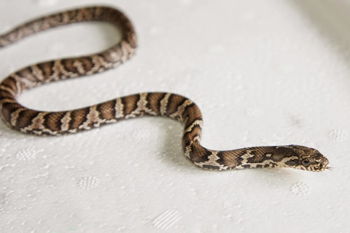 Амурская змея – самая крупная и красивая змея Дальнего Востока России