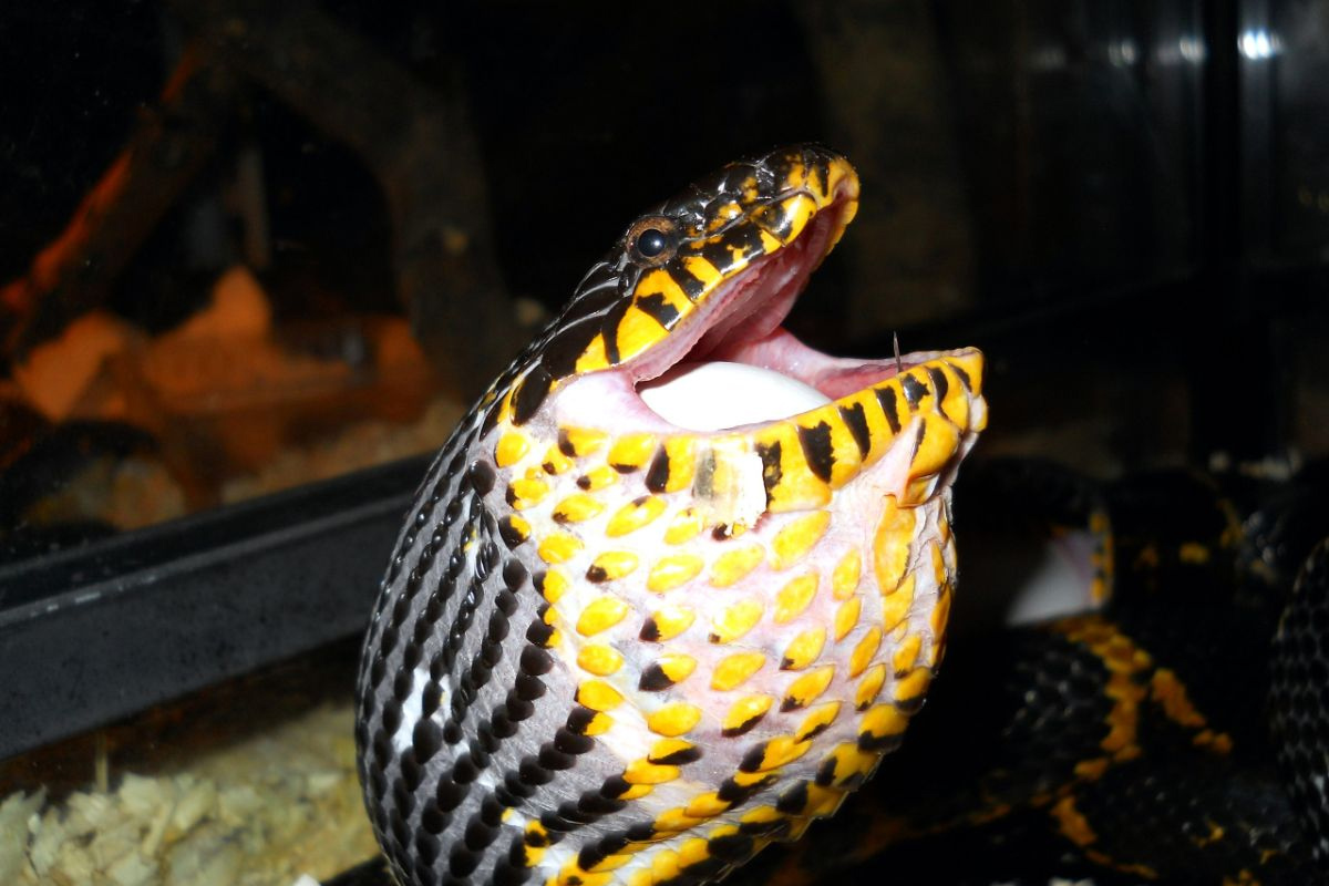 Змея желтобрюхий полоз: описание, повадки, укус