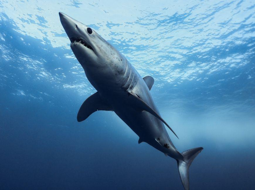 Акулы на курорте Кемер в Турции