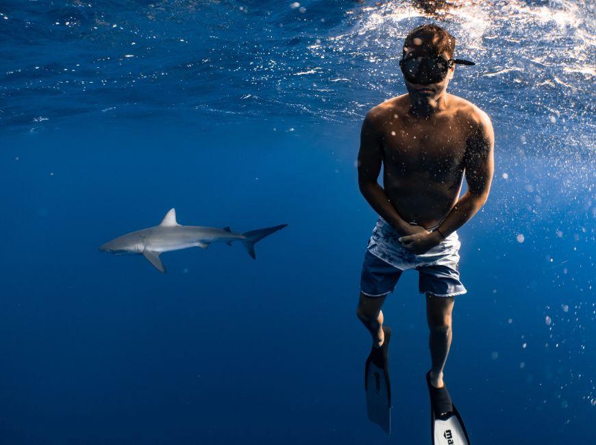 Как уберечься от встречи с акулами у берегов Турции