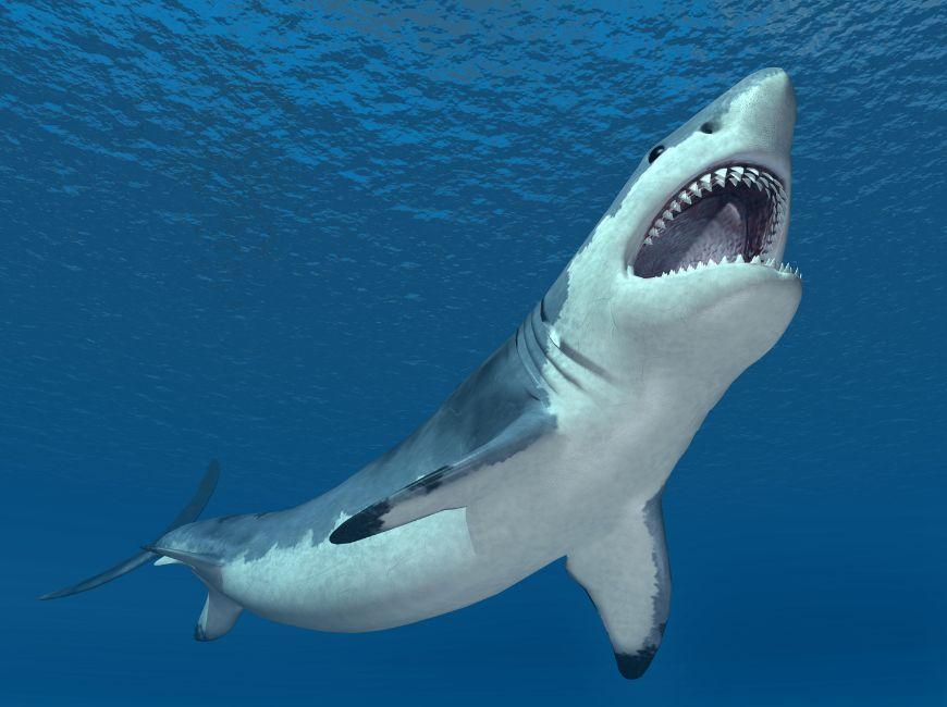 Случаи нападения акул в Турции на туристов и рыбаков