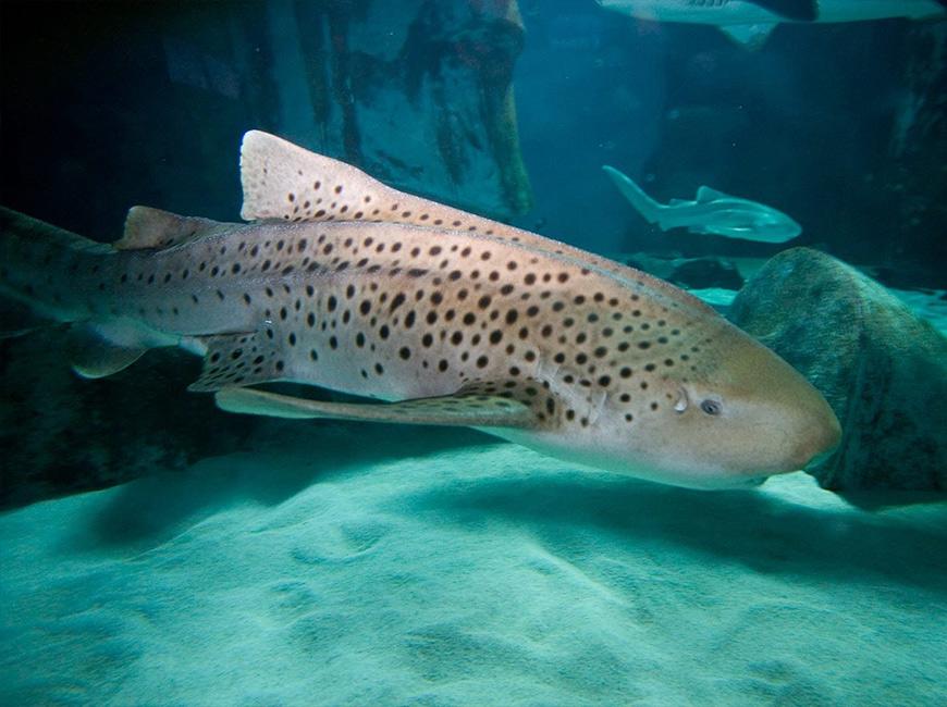 Акулы на курорте Алания в Турции