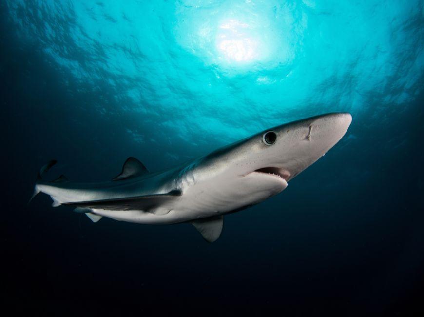 Акулы на курорте Белек в Турции