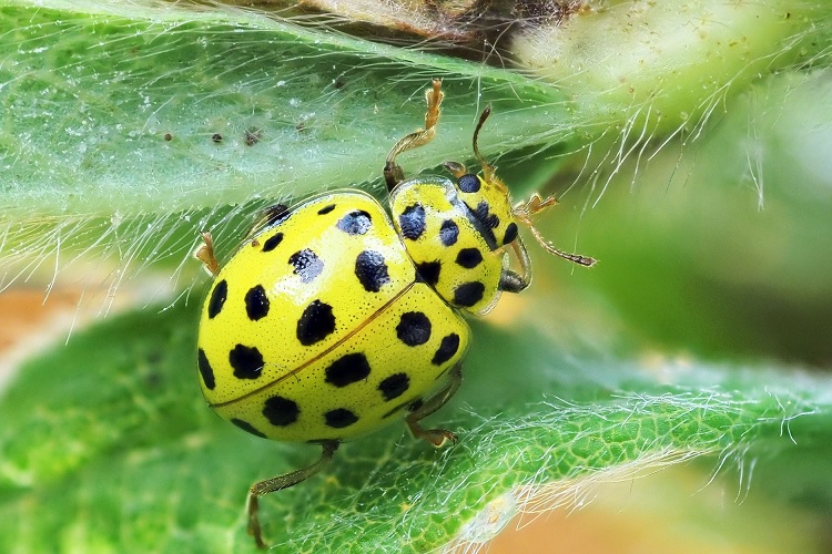 Про желтую божью коровку с черными пятнами: описание, ядовитая или нет, приметы