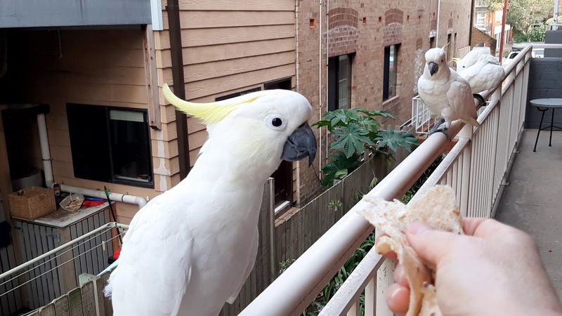 какаду в домашних условиях