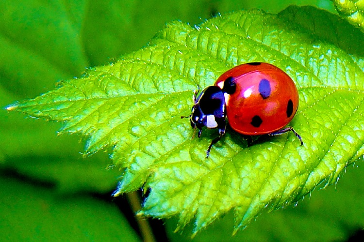 Красная божья коровка