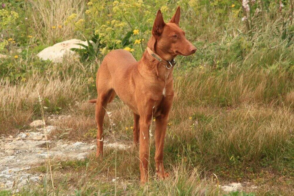 фараонова собака