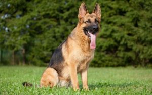 Немецкая овчарка