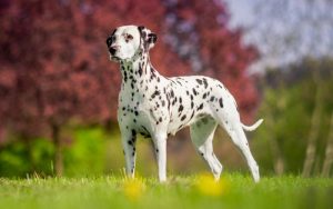 Далматинец