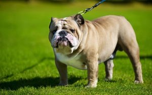 Английский бульдог