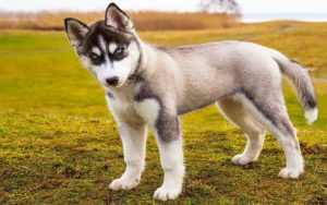 Сибирский хаски