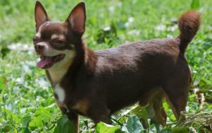 Чихуахуа