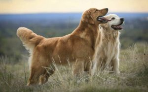 Золотистый ретривер