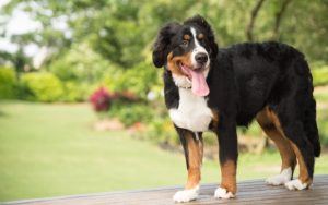 Бернский зенненхунд