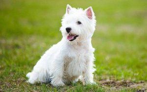 Вест-хайленд-уайт-терьер