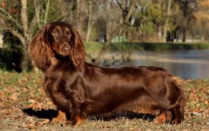 Длинношерстная такса