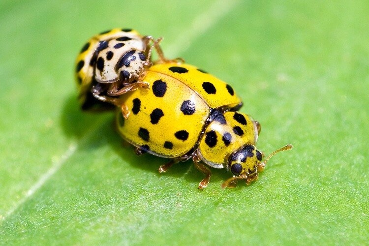 Размножение божьей коровки