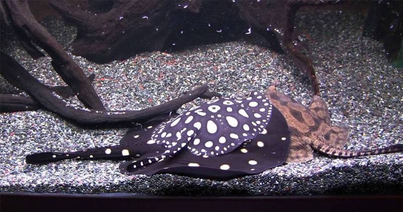 В аквариуме В аквариуме