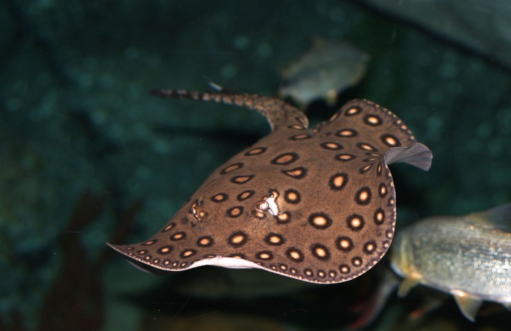 Плавает в воде Плавает в воде