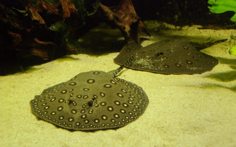 Скаты на дне Скаты на дне