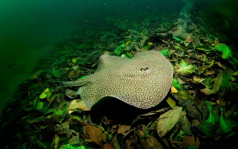 Красивый скат Красивый скат