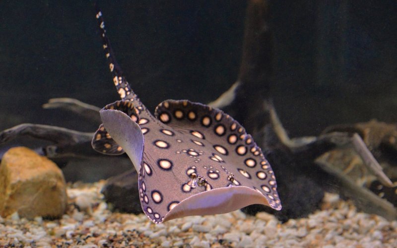 Аквариумный житель Аквариумный житель