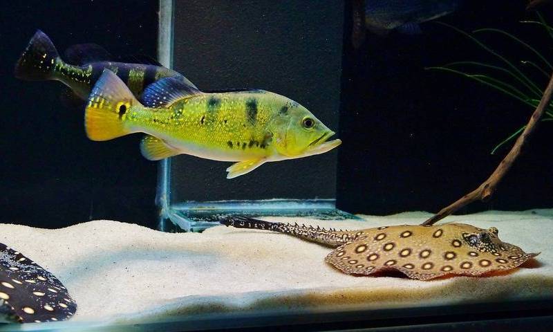 С другими рыбами С другими рыбами